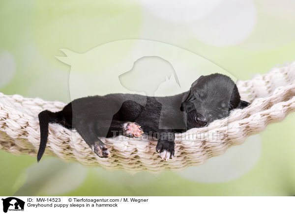 Greyhound Welpe schlft in Hngematte / Greyhound puppy sleeps in a hammock / MW-14523