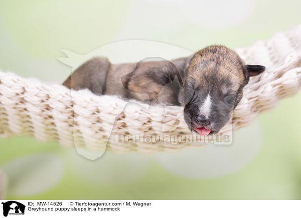 Greyhound Welpe schlft in Hngematte / Greyhound puppy sleeps in a hammock / MW-14526