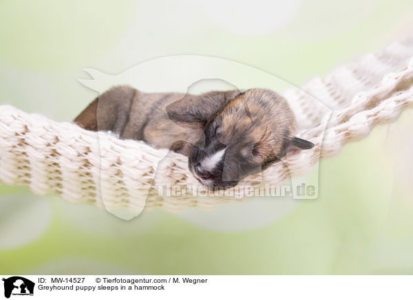 Greyhound Welpe schlft in Hngematte / Greyhound puppy sleeps in a hammock / MW-14527