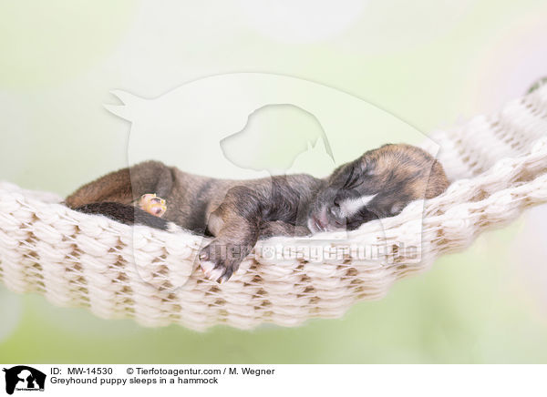 Greyhound Welpe schlft in Hngematte / Greyhound puppy sleeps in a hammock / MW-14530