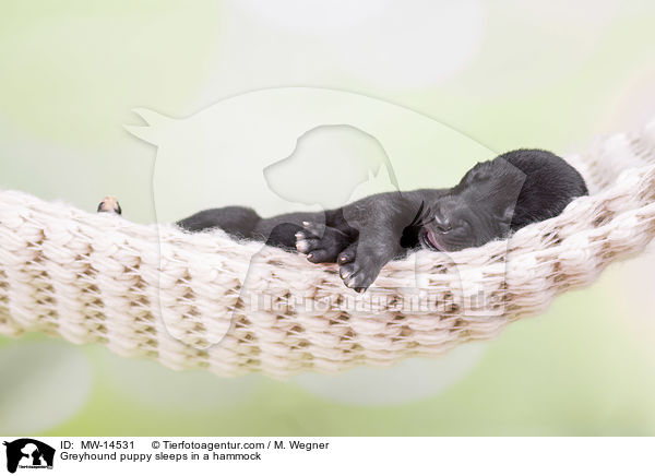 Greyhound Welpe schlft in Hngematte / Greyhound puppy sleeps in a hammock / MW-14531