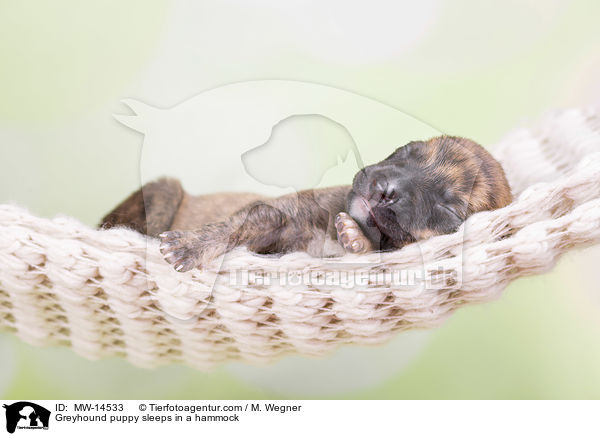 Greyhound Welpe schlft in Hngematte / Greyhound puppy sleeps in a hammock / MW-14533