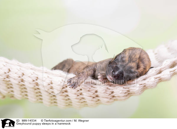 Greyhound Welpe schlft in Hngematte / Greyhound puppy sleeps in a hammock / MW-14534