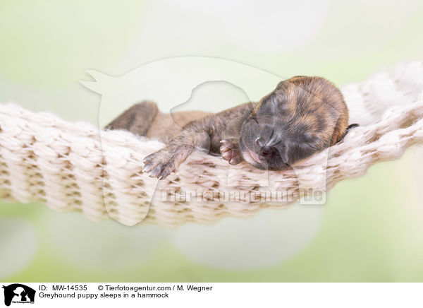Greyhound Welpe schl�ft in H�ngematte / Greyhound puppy sleeps in a hammock / MW-14535