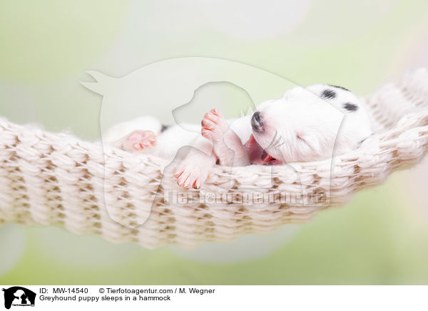 Greyhound Welpe schlft in Hngematte / Greyhound puppy sleeps in a hammock / MW-14540