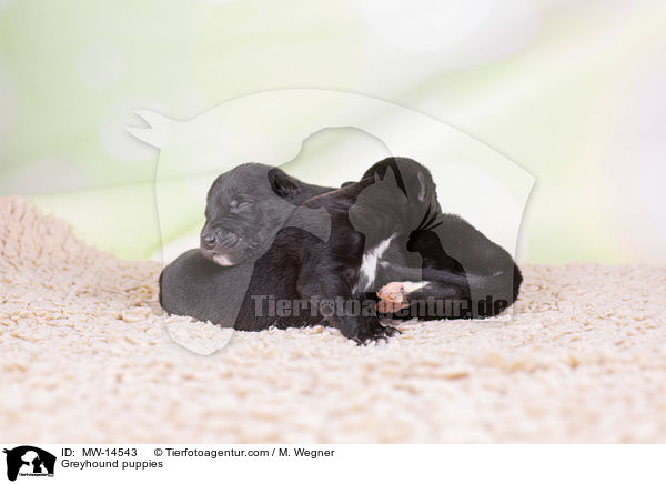 Greyhound Welpen / Greyhound puppies / MW-14543