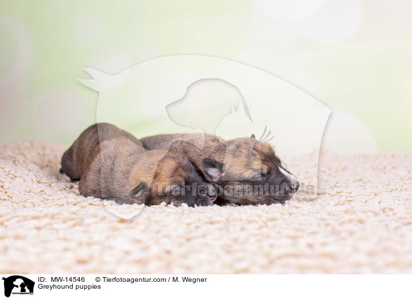 Greyhound Welpen / Greyhound puppies / MW-14546