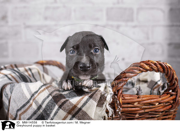 Greyhound Welpe in Krbchen / Greyhound puppy in basket / MW-14558