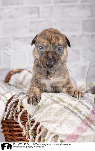 Greyhound Welpe in Krbchen / Greyhound puppy in basket / MW-14574