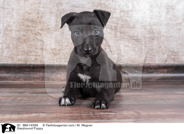 Greyhound Welpe / Greyhound Puppy / MW-14589