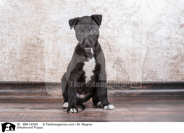 Greyhound Welpe / Greyhound Puppy / MW-14590