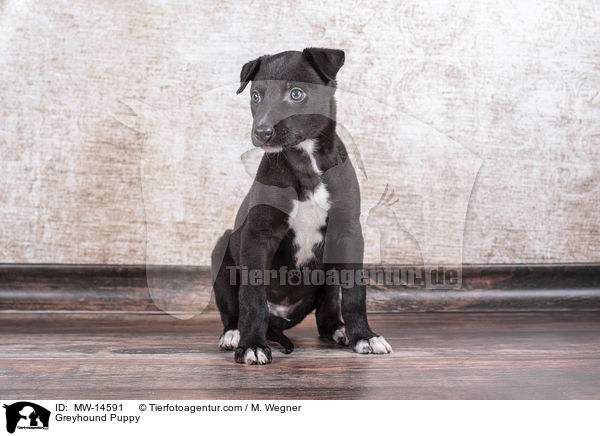 Greyhound Welpe / Greyhound Puppy / MW-14591