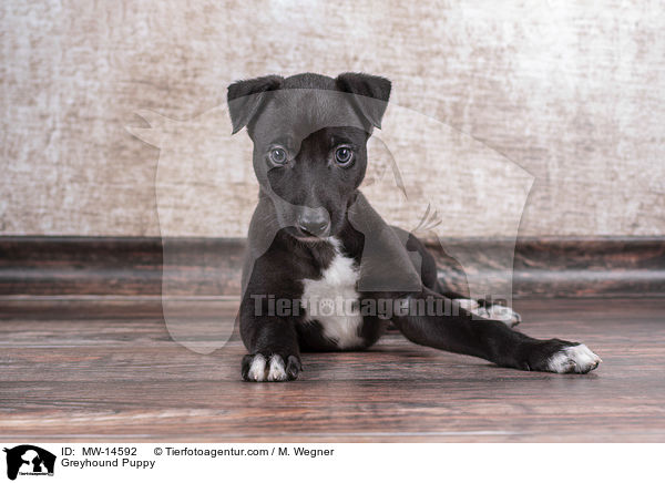 Greyhound Welpe / Greyhound Puppy / MW-14592