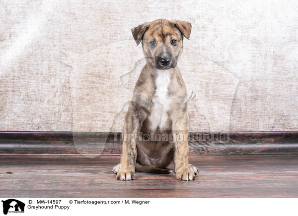 Greyhound Puppy / MW-14597
