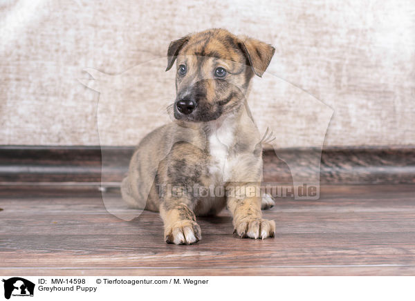 Greyhound Welpe / Greyhound Puppy / MW-14598