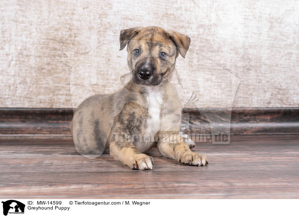 Greyhound Welpe / Greyhound Puppy / MW-14599