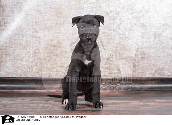 Greyhound Welpe / Greyhound Puppy / MW-14601