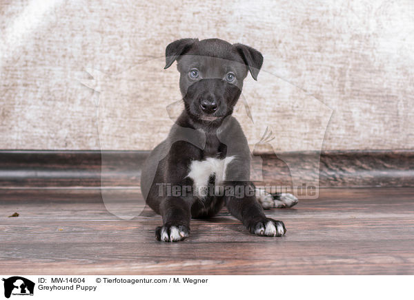 Greyhound Welpe / Greyhound Puppy / MW-14604