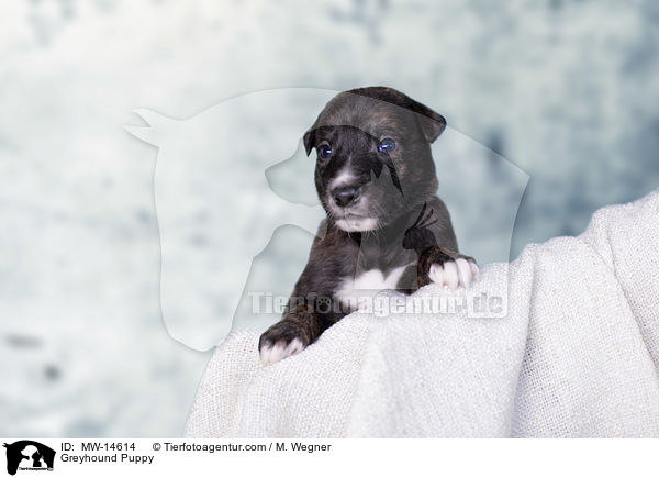 Greyhound Puppy / MW-14614