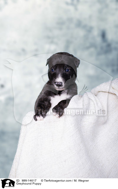 Greyhound Puppy / MW-14617