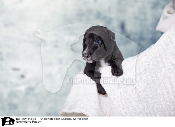 Greyhound Puppy / MW-14618