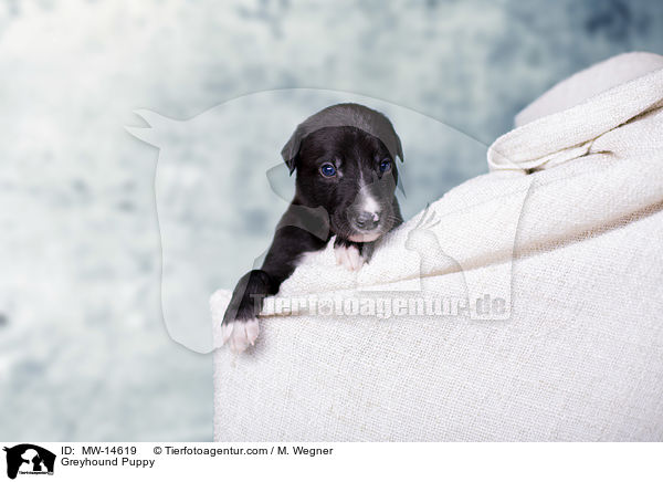 Greyhound Puppy / MW-14619