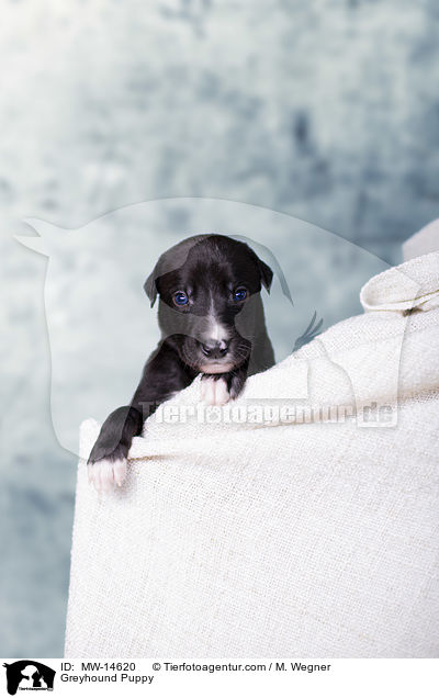 Greyhound Puppy / MW-14620