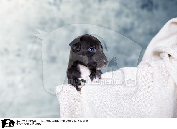 Greyhound Puppy / MW-14623