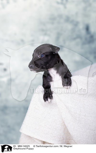 Greyhound Puppy / MW-14625