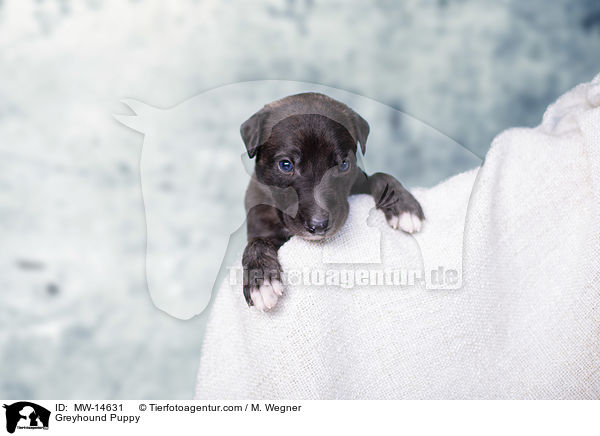 Greyhound Puppy / MW-14631