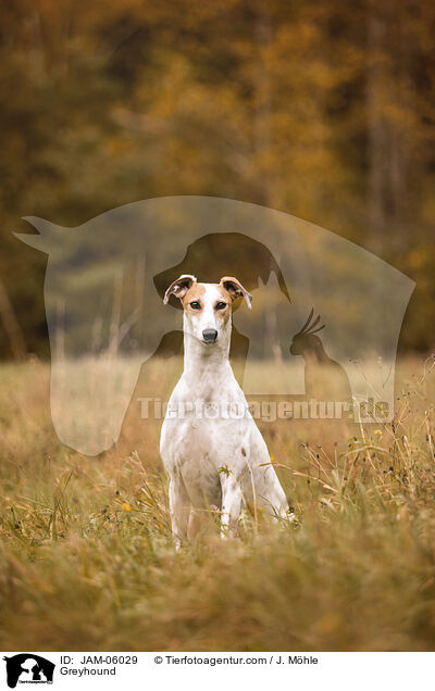 Greyhound / Greyhound / JAM-06029