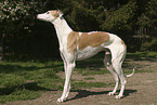 standing Greyhound