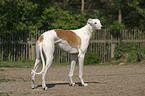 standing Greyhound