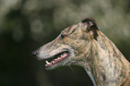 Greyhound im Portrait