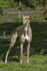 standing Greyhound