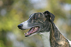 Greyhound Portrait