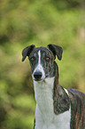 Greyhound Portrait