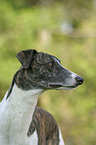 Greyhound Portrait