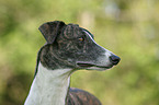 Greyhound Portrait