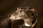 old Greyhound