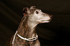 old Greyhound