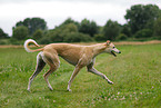 walking Greyhound