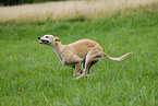 running Greyhound