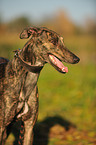 Greyhound Portrait