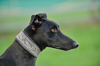 Greyhound Portrait