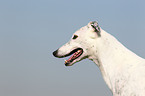 Greyhound Portrait