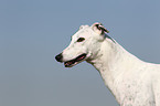 Greyhound Portrait