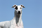 Greyhound Portrait