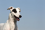 Greyhound Portrait