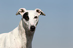 Greyhound Portrait